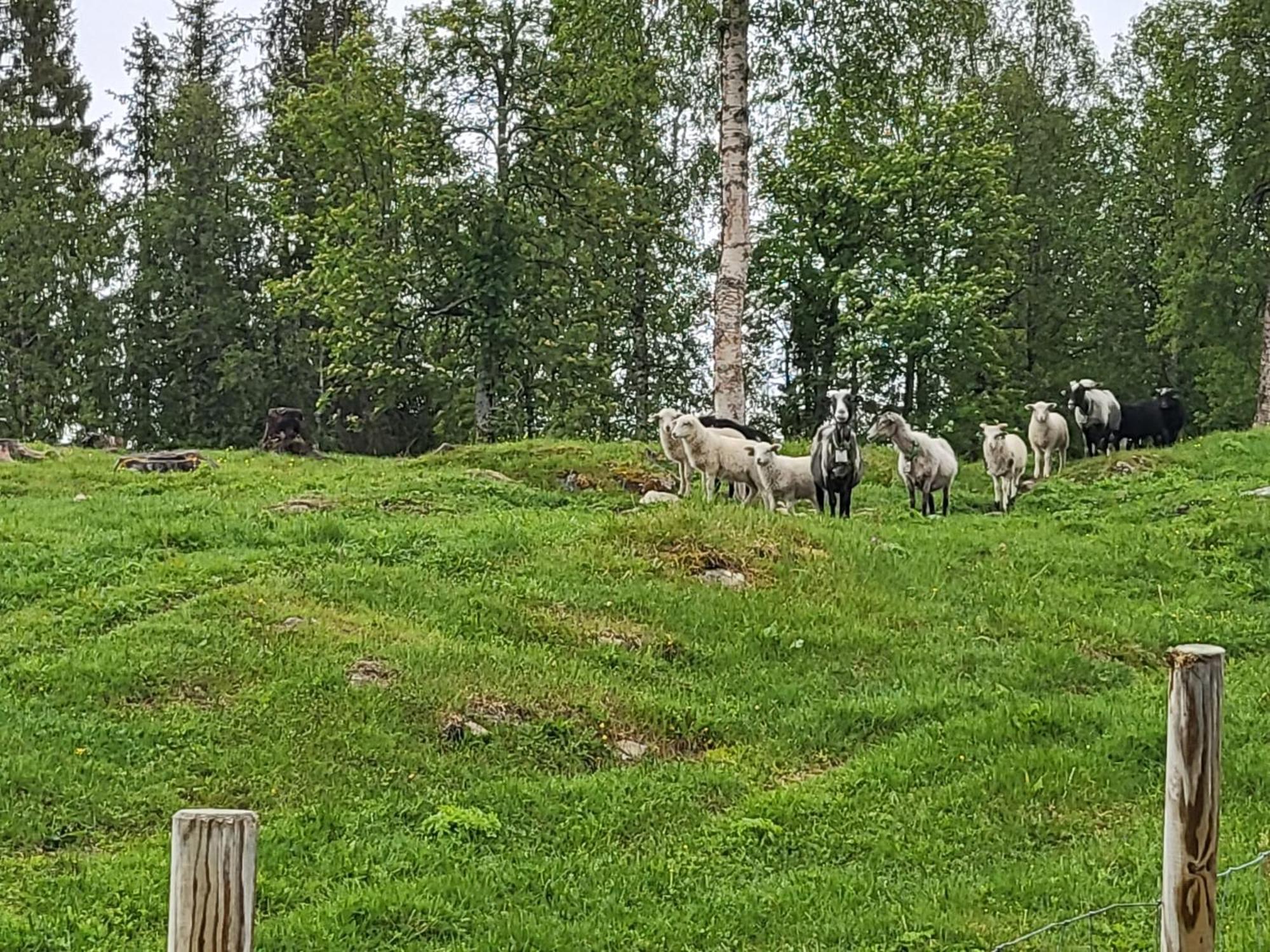 Telt 2 Hotel Hattfjelldal Bagian luar foto
